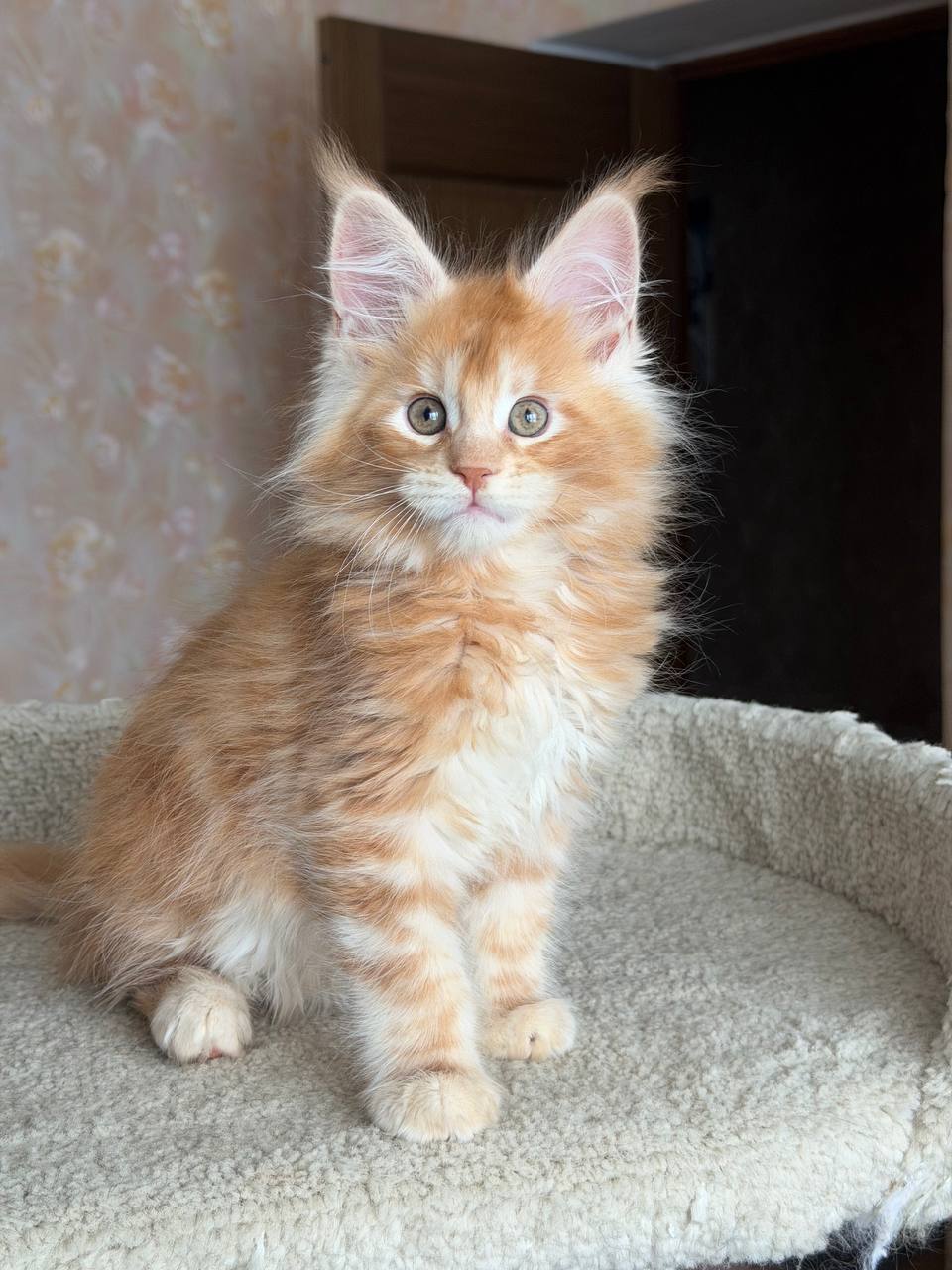 nala