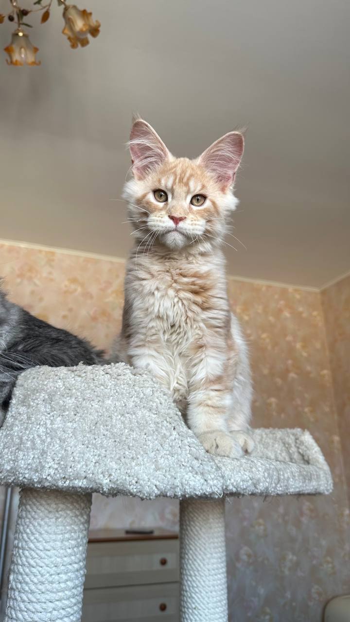 Simba